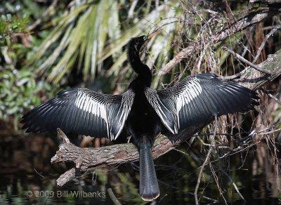 Male Anhinga 01.jpg