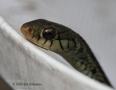 Snake 02.jpg