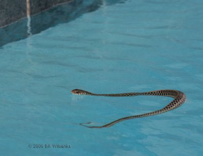 Snake 03.jpg