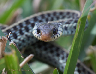 Snake 04_750.jpg
