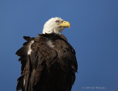 Eagle 01.jpg