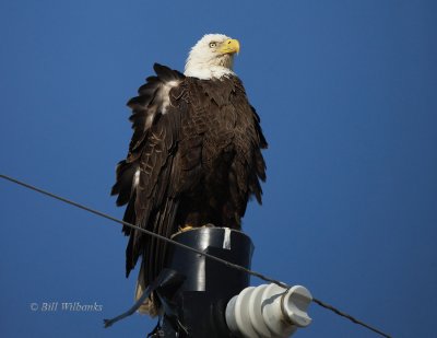 Eagle 02.jpg