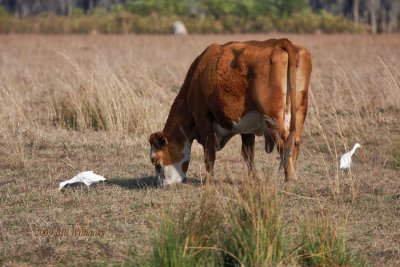 Cattle Egret With Cattle.jpg