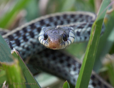 Snake 04_750USMCL.jpg