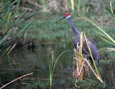 Sandhill Crane 02.jpg