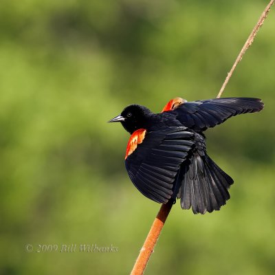 RW Blackbird 01