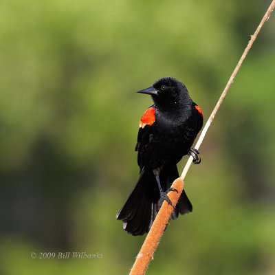 RW Blackbird 02