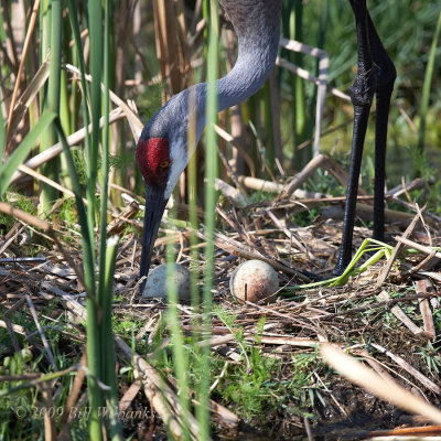 Sandhill Crane 10