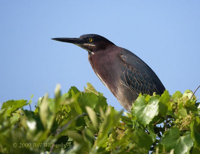 Green Heron 01