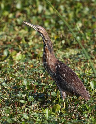 American Bittern 03
