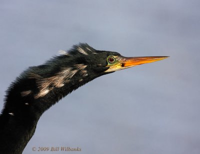 Male Anhinga 01