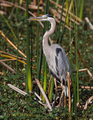 Great Blue Heron 01
