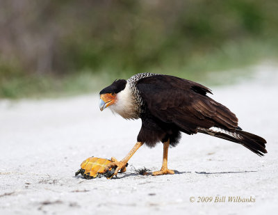 Caracara 01