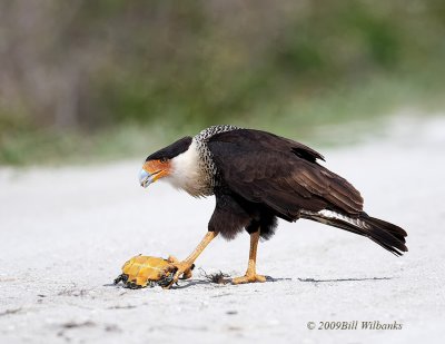 Caracara 02