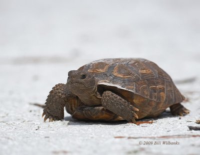 gopher Tortoise 01