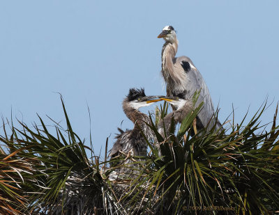 Great Blue Heron and Chicks