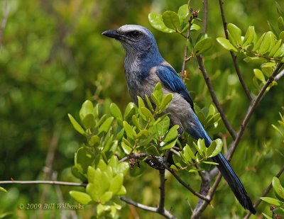 Florida Scrub Jays