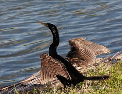 Sheppard Anhinga_MG_1995.jpg