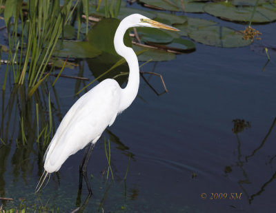 Sheppard Great Egret