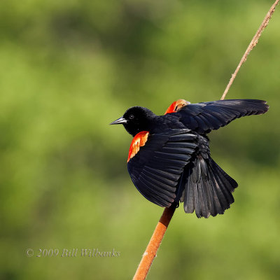 RW Blackbird 01_750.jpg