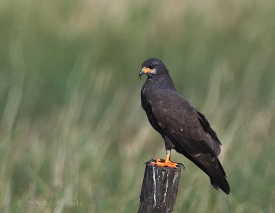 Snale Kite 01