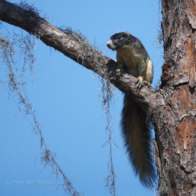 Florida Fox Squirrel 01
