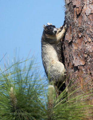Florida Fox Squirrel 02