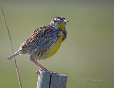 MeadowLark 05