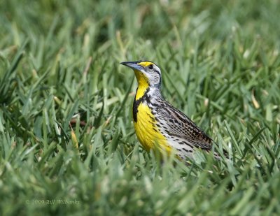 MeadowLark 01