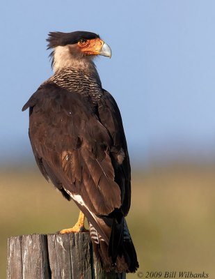 Caracara 05.jpg