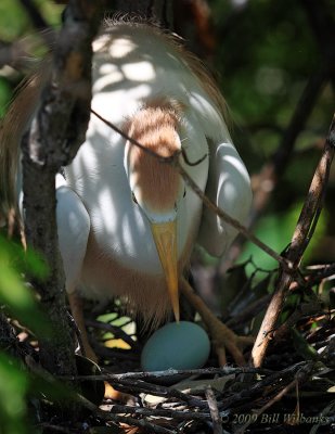 Cattle egret and Egg.jpg