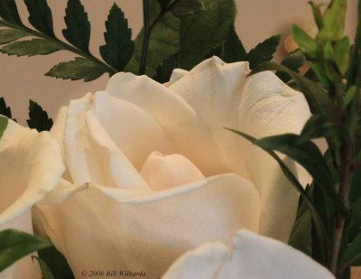 Mothers Day Rose.jpg