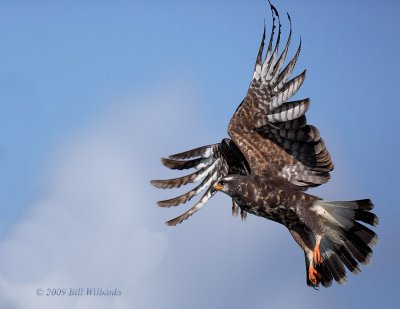 Female Snail Kite.jpg