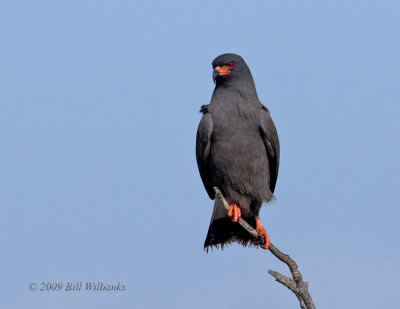 Male Snail Kite.jpg