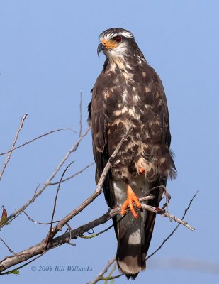 Female Snail Kite on Tree.jpg