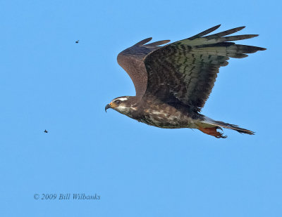 Female in Flight 02