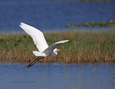 Great Egret in Flight.jpg
