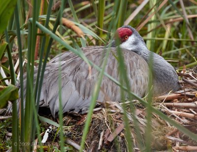 Sandhill Crane on Nest.jpg