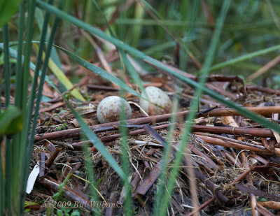Sandhill Crane eggs May 09.jpg