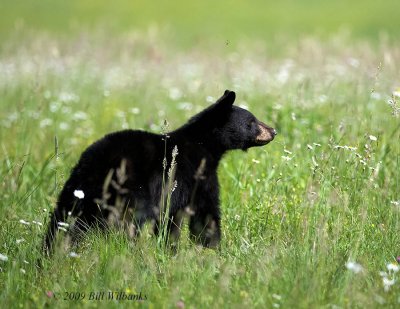 Bear Cub.jpg