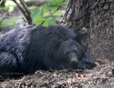 Mamma Bear