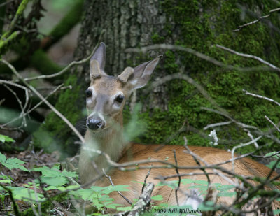 Deer Nap