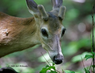 Deer Closeup