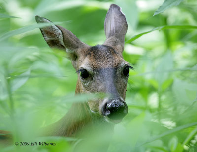 Deer In The Weeds