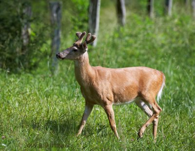 Deer Mature Buck.jpg