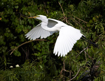Great Egret Flight 02.jpg
