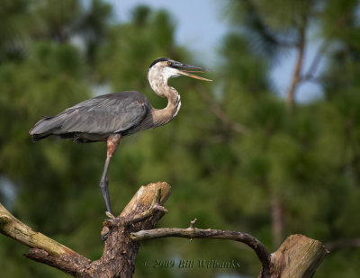 GBH on an old Tree 01.jpg