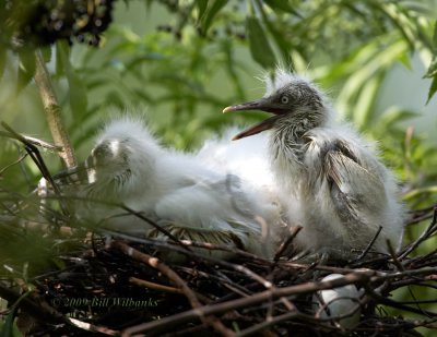 Cattle Egret Chicks 03