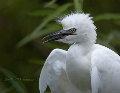 Cattle Egret Juvie 03.jpg
