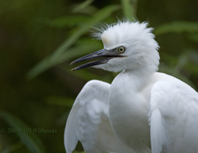 Cattle Egret Juvie 03 750.jpg
